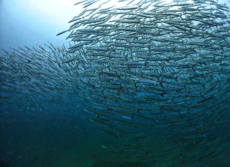 A school of fish swimming in a dense, underwater formation. 3