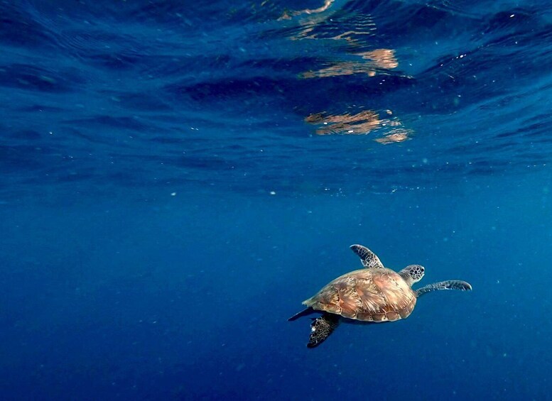 A sea turtle swimming underwater. 1
