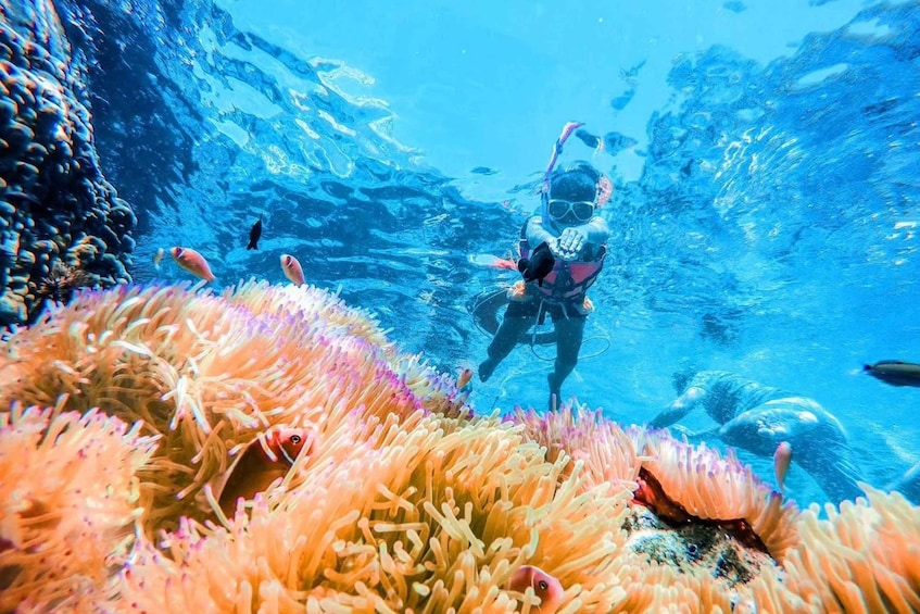 A diver exploring an underwater coral reef with vibrant anemones and fish. 3