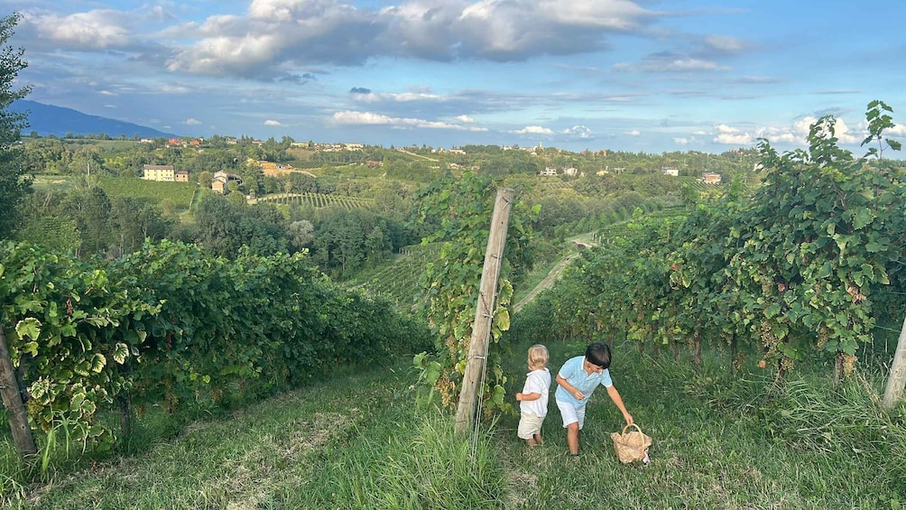 A vineyard with rows of grapevines, a wooden fence, and a distant view of houses and mountains under a partly cloudy sky. 1