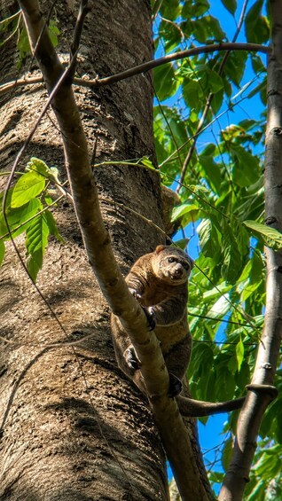 A sloth clinging to a tree branch. 4