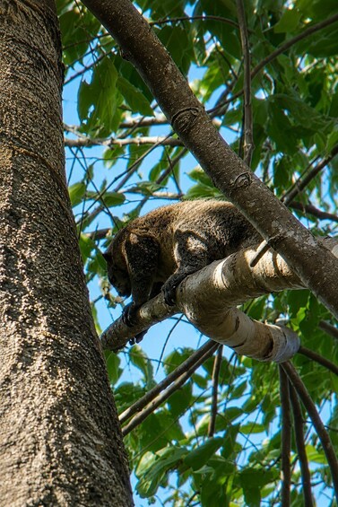 A sloth clinging to a tree branch. 5