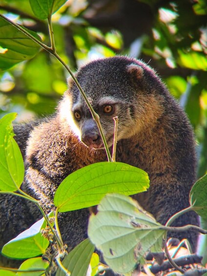 A primate with dark fur and a lighter face, surrounded by green foliage. 2