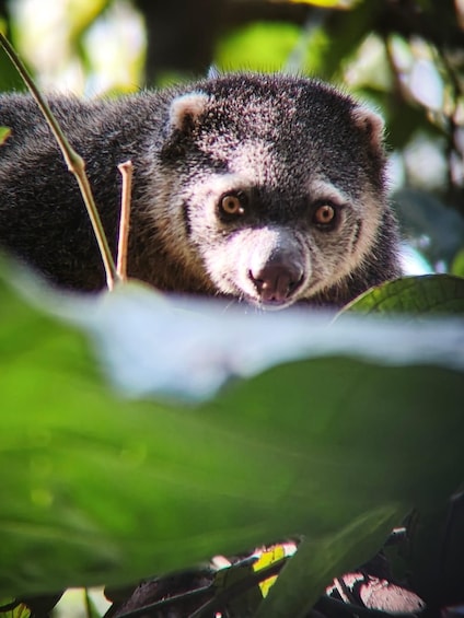 A primate with dark fur and a prominent nose, surrounded by green foliage. 3