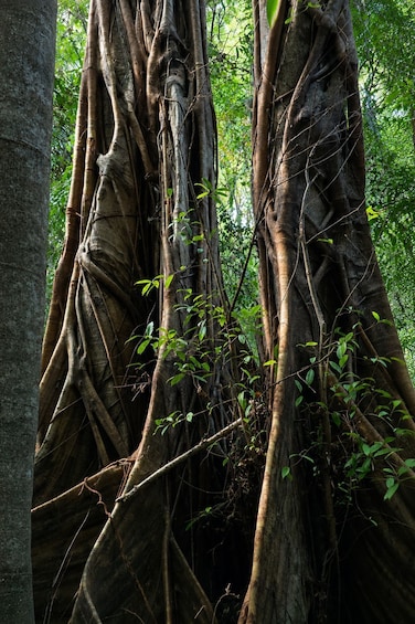 A large tree with extensive root systems and green foliage. 1