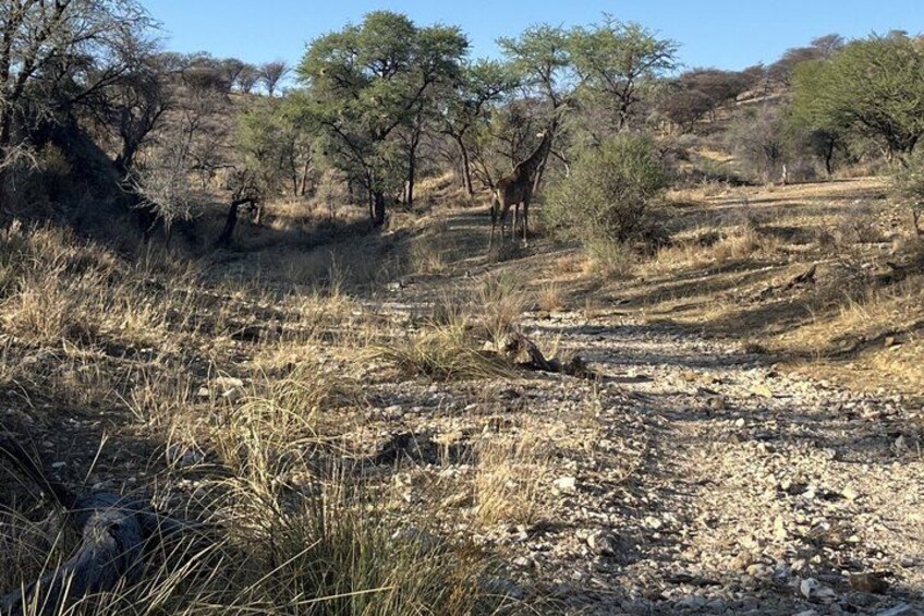 A dry, rocky terrain with sparse vegetation and a giraffe in the distance. 4