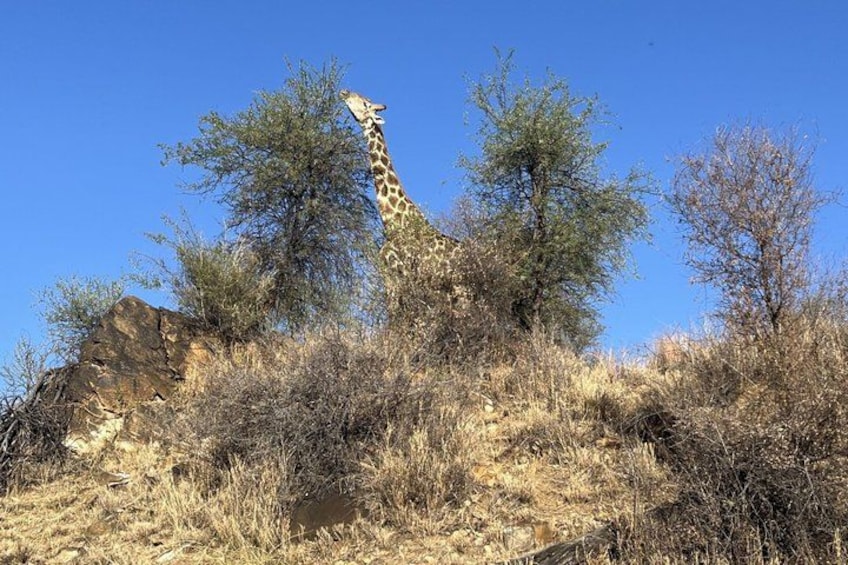 A giraffe standing among dry bushes and trees under a clear blue sky. 2