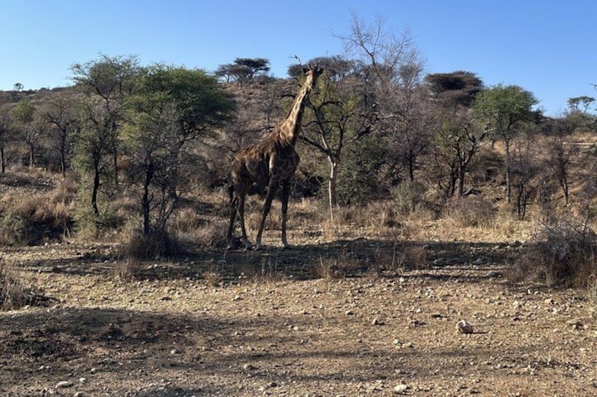 A giraffe standing in a dry, rocky terrain with sparse trees and shrubs. 1