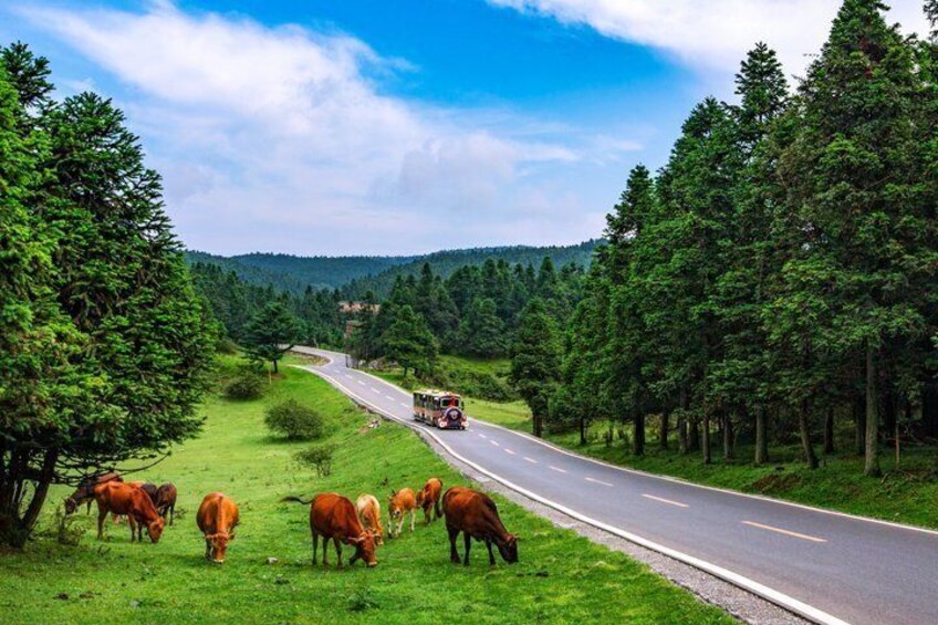 A road with cows grazing on the side, surrounded by trees and hills. 2