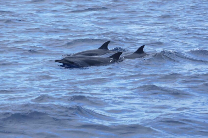 Three dolphins swimming in the ocean. 5