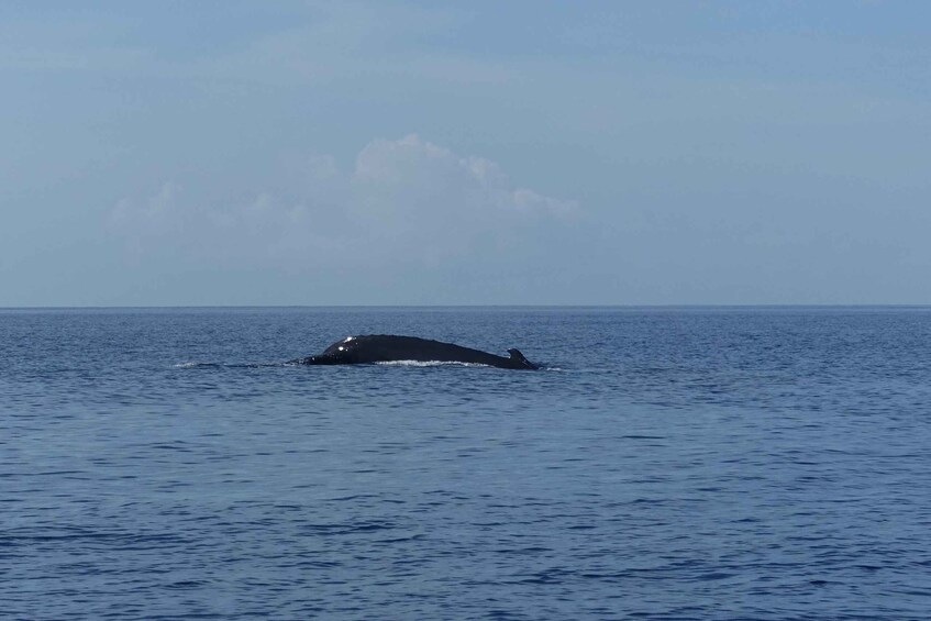 A whale swimming in the ocean. 3