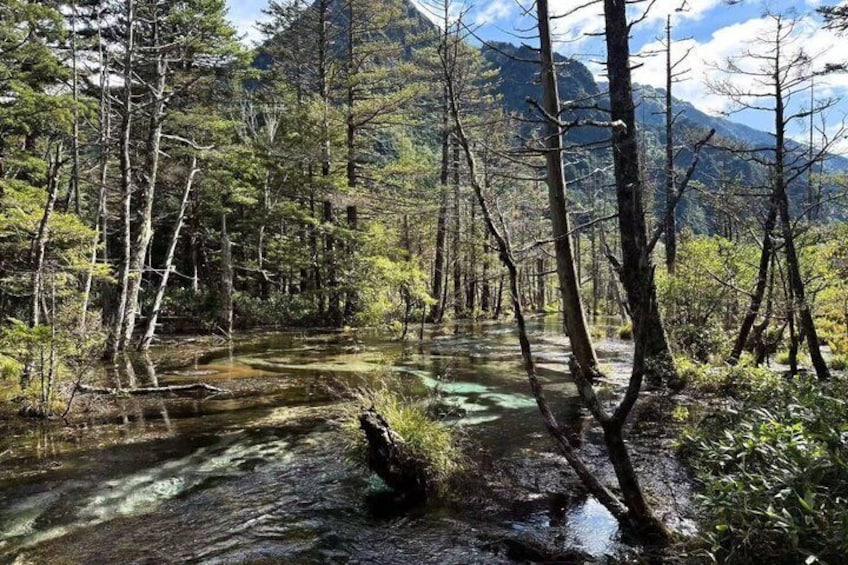 A forested area with a stream, trees, and mountains in the background. 5