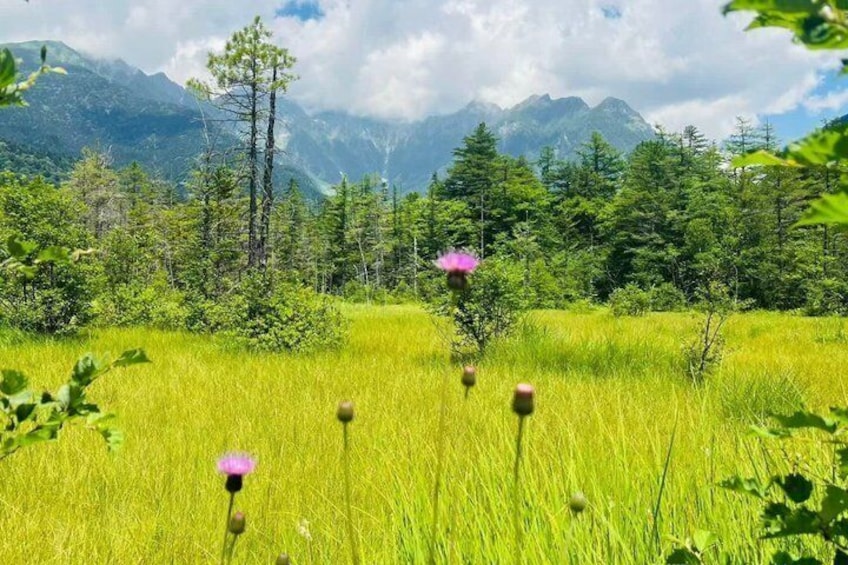 A grassy field with wildflowers and trees in the background. 4