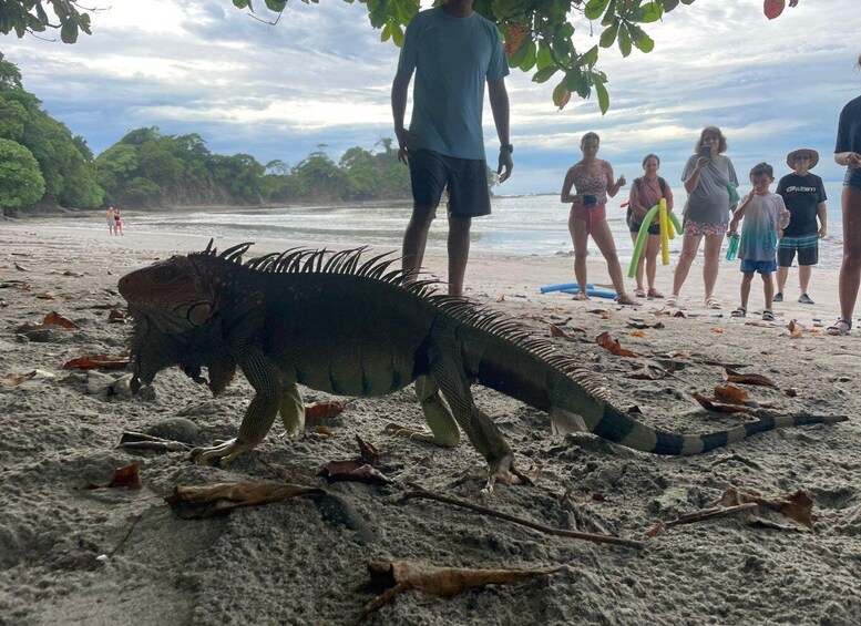 A large iguana on a sandy beach with people in the background. 4