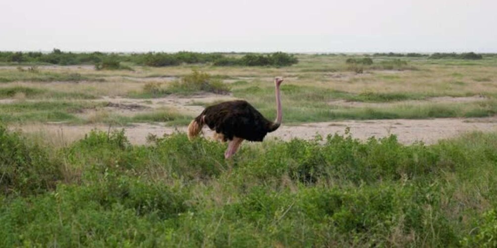 An ostrich in a grassy field with sparse vegetation and a flat landscape. 4