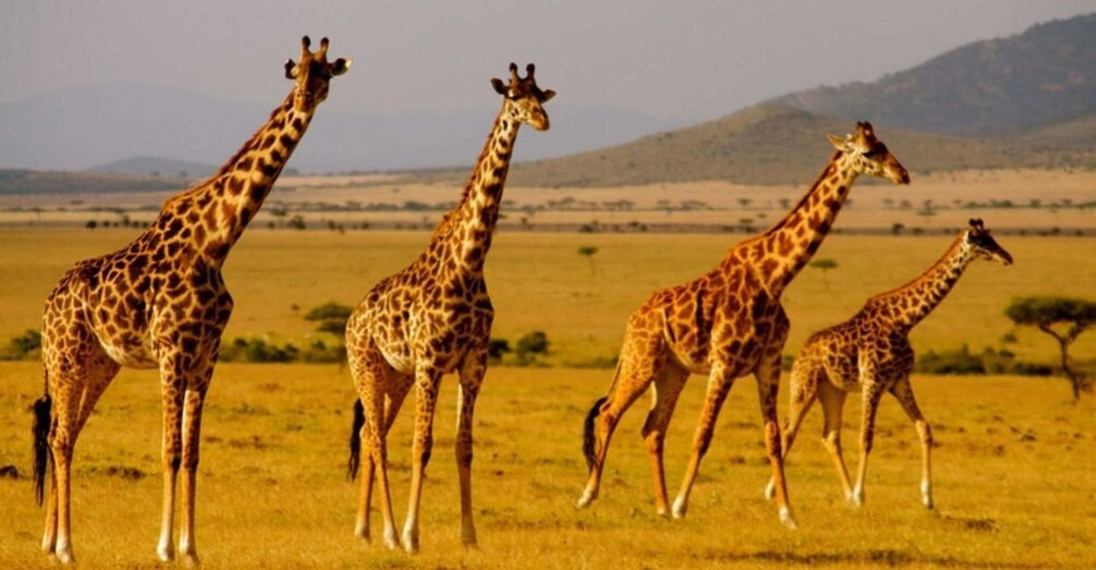 A group of giraffes in a savannah landscape with sparse trees and distant hills. 5