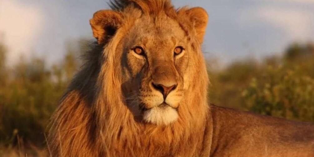 A lion with a full mane, set against a natural landscape with greenery and a clear sky. 1