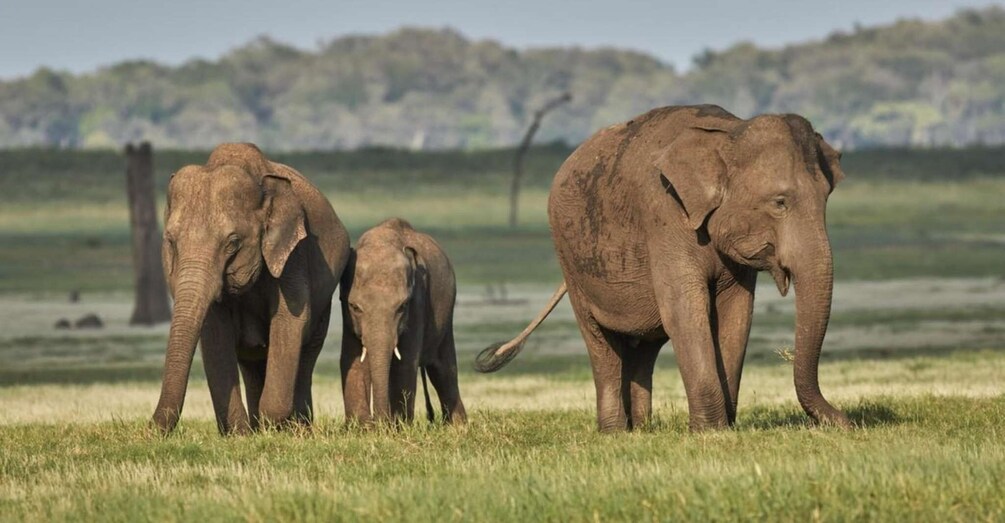 Three elephants in a grassy field with trees in the background. 2