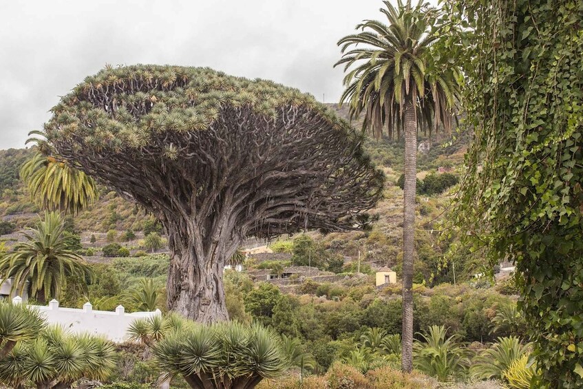 A large tree with a thick trunk and dense foliage, surrounded by smaller palm trees and various shrubs. 2