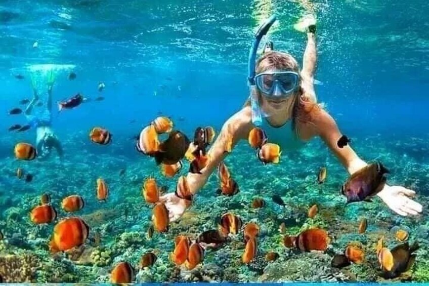 A person snorkeling underwater surrounded by fish. 4