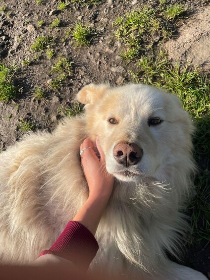 A white dog lying on the ground with grass and soil in the background. 2