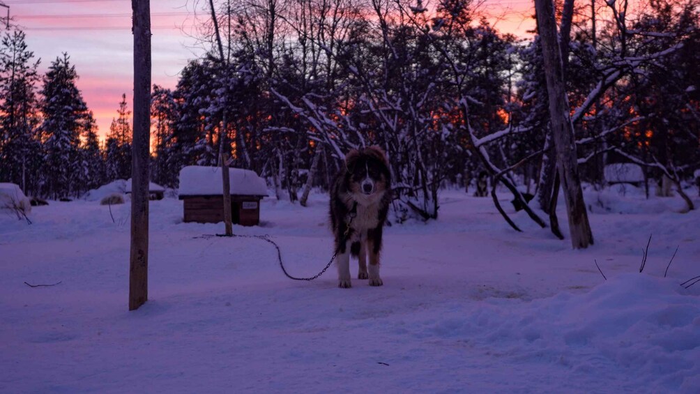 A dog in a snowy landscape with a sunset in the background. 4