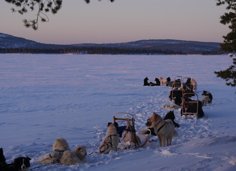 A group of sled dogs pulling a sled across a snowy landscape during twilight. 3