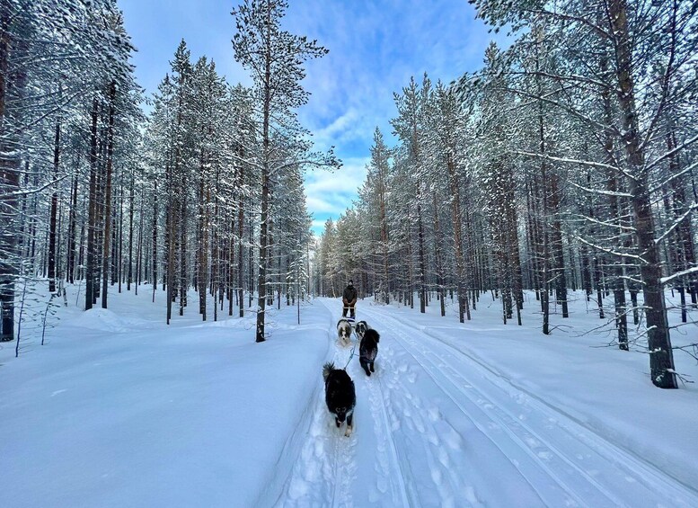 A snowy forest with a person and two dogs walking on a trail. 5