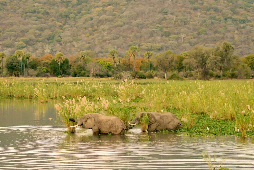 Two elephants in a water body with a forested hill in the background. 5