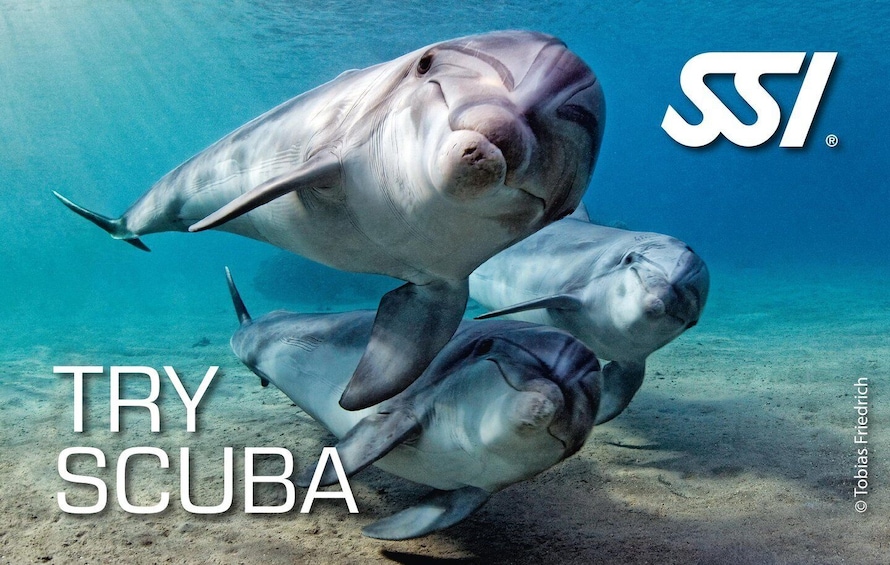 A diver with a large fish, likely a stingray, swimming underwater. 1