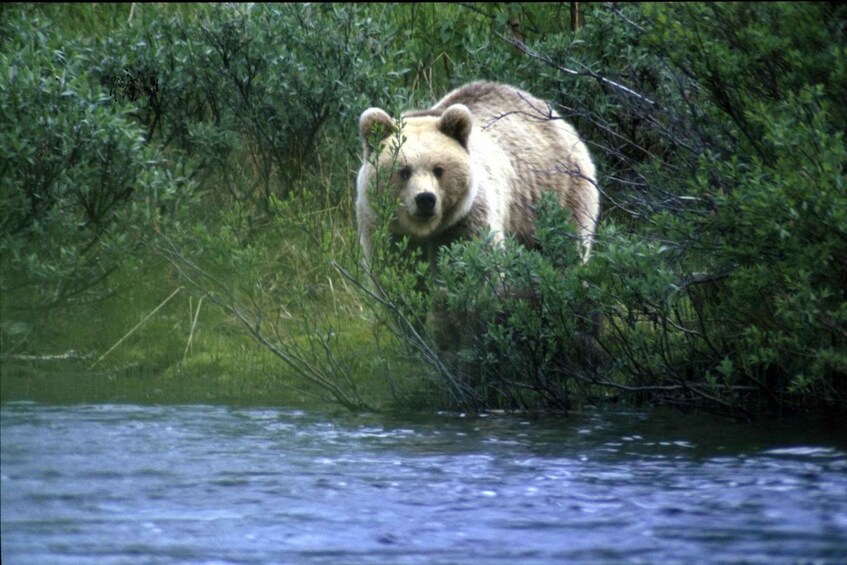 A bear in a forested area near a body of water. 4