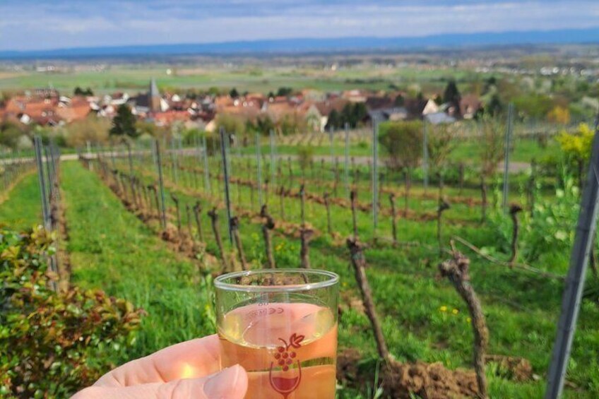 A vineyard with rows of grapevines and a clear sky. 4