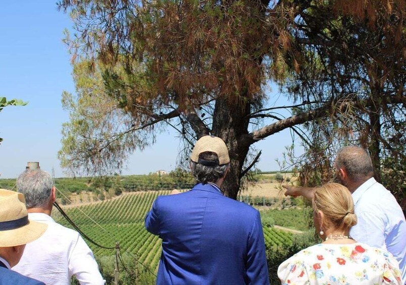 Picture 1 for Activity From Matera: Winery Tour & Wine Tasting with Transfer 2