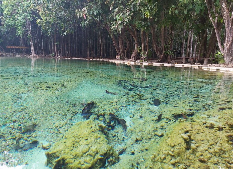 A clear water body surrounded by trees. 2