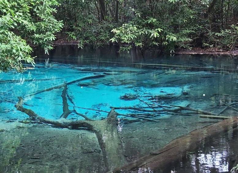 A clear blue pool with submerged tree branches, surrounded by dense greenery. 1