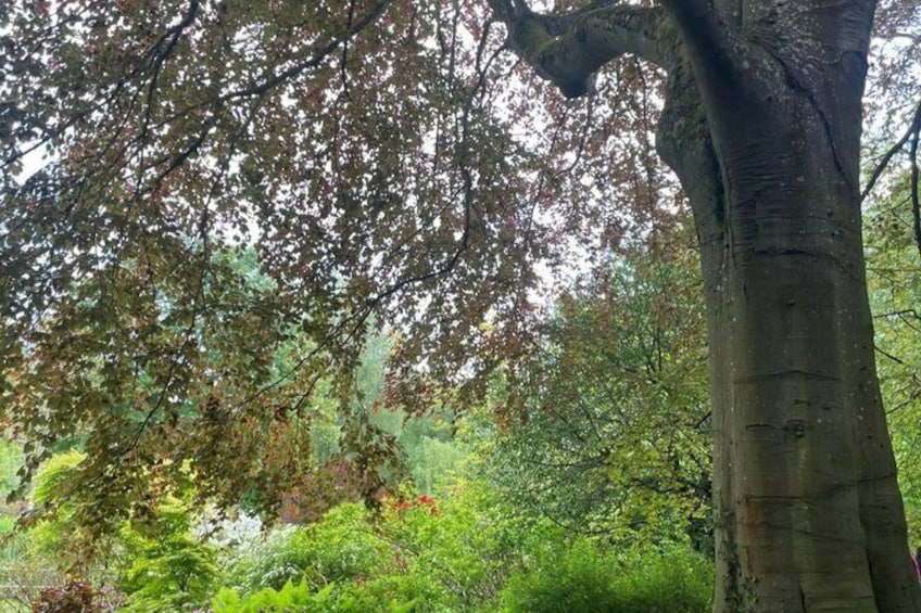 A large tree with a thick trunk and dense foliage. 4