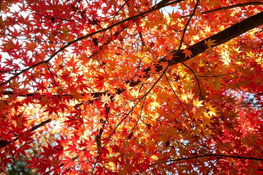 Une épaisse canopée de feuilles d’érable aux couleurs rouge et orange. 2
