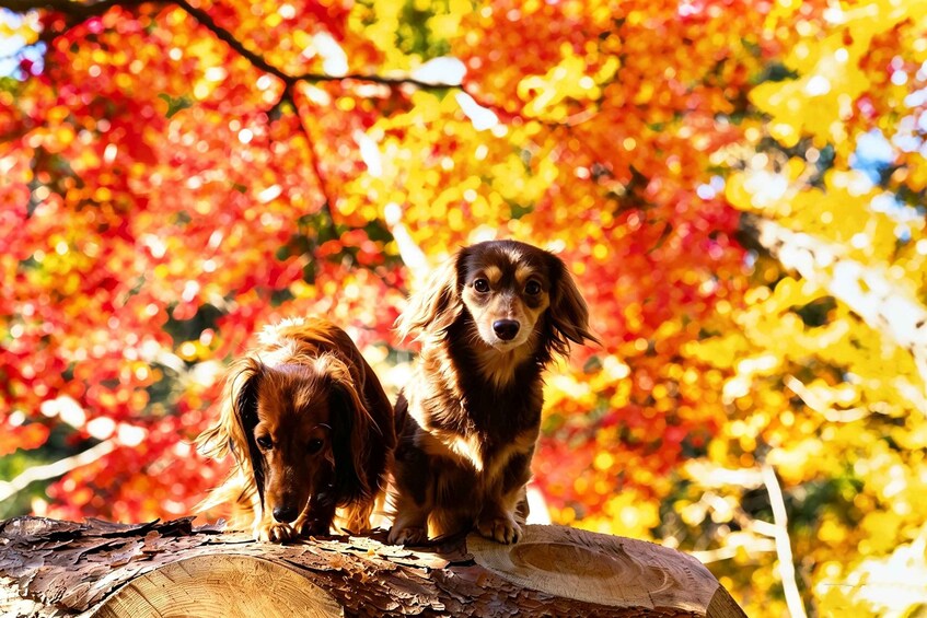 Deux chiens sont assis sur une bûche, avec un feuillage d’automne en arrière-plan. 3