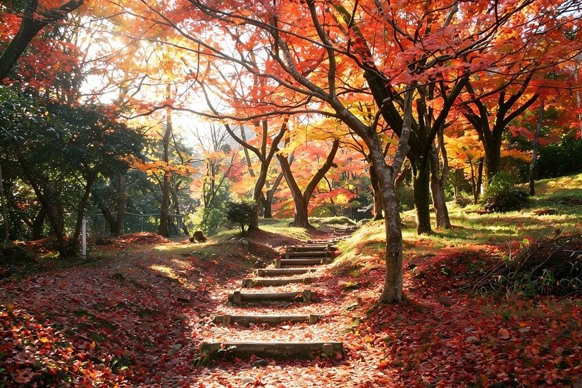 Un sentier traversant un parc aux couleurs automnales. 4
