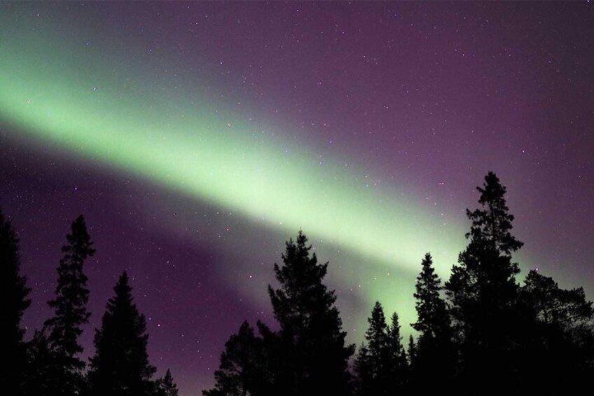 A night sky with the Northern Lights, a forest of tall trees, and a clear view of the stars. 1