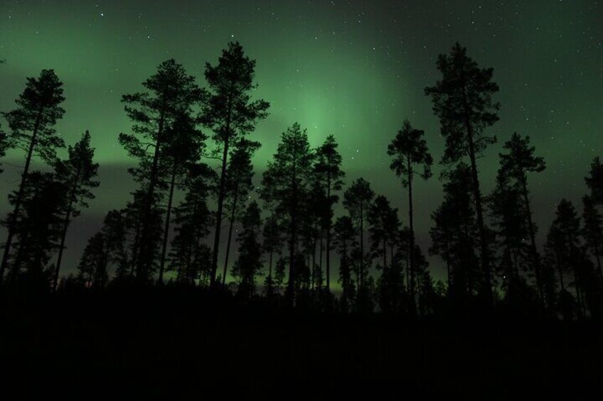 A forest with tall trees silhouetted against a green aurora. 5