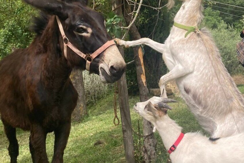 Un burro y una cabra en un entorno al aire libre, con vegetación y árboles. 3