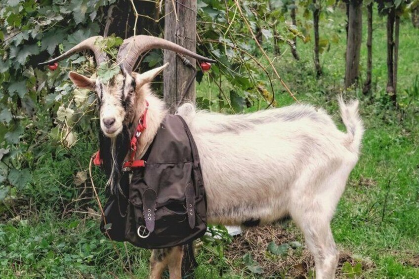 Una cabra con grandes cuernos y un chaleco negro. 5