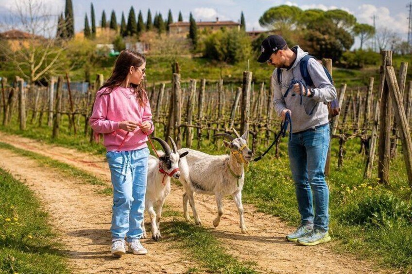 Un sendero rural con una cabra y una persona que la guía. 1