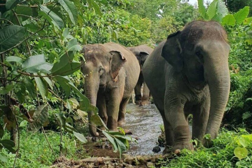 Elephants walking through a forested area with a stream. 1