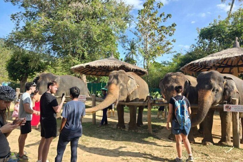 A group of people observing elephants in an enclosure with thatched-roof shelters. 4