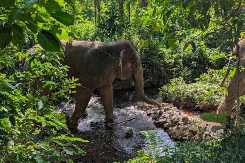An elephant in a forested area with a stream. 5