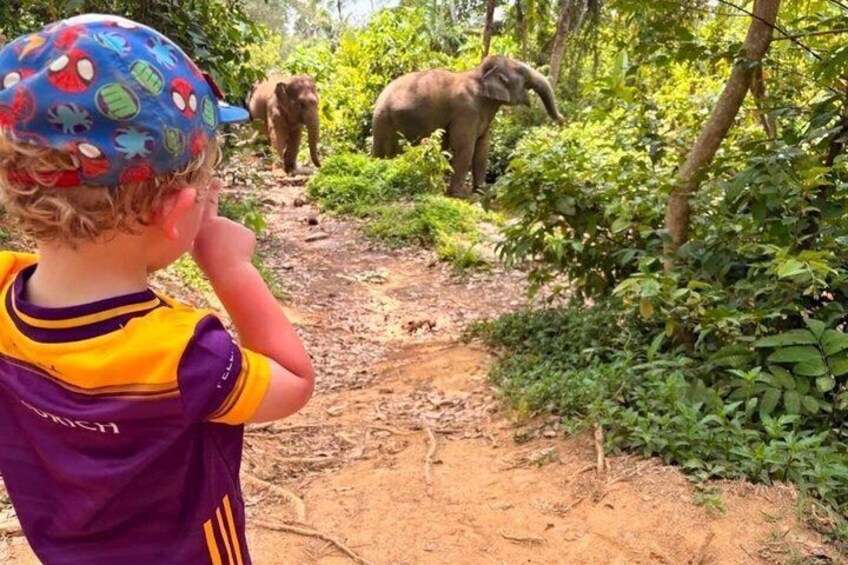 A child in a purple and yellow shirt and a blue cap with cartoon characters, observing two elephants on a dirt path in a forested area. 3