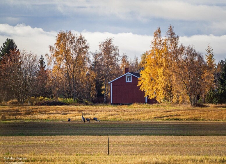 A red barn, autumn trees, and grazing geese in a field. 5