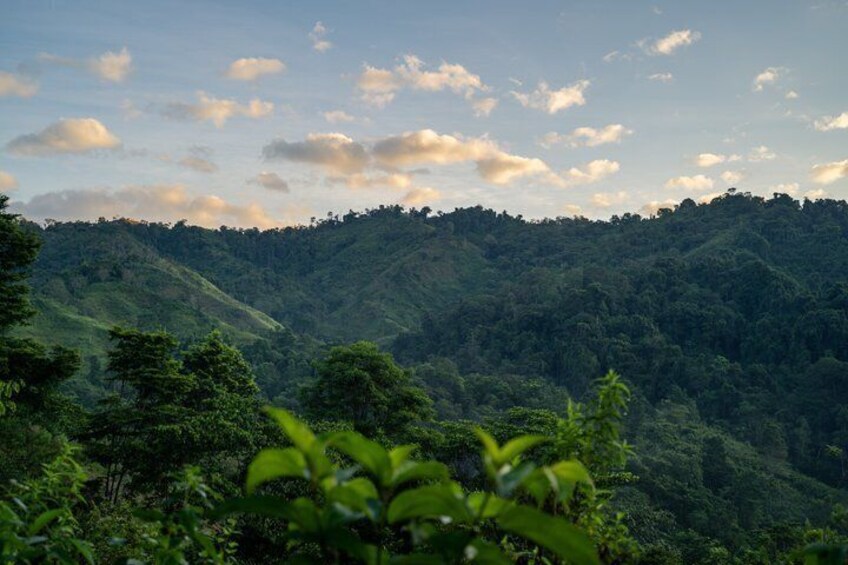 A lush green mountain landscape with dense vegetation and a clear sky. 3